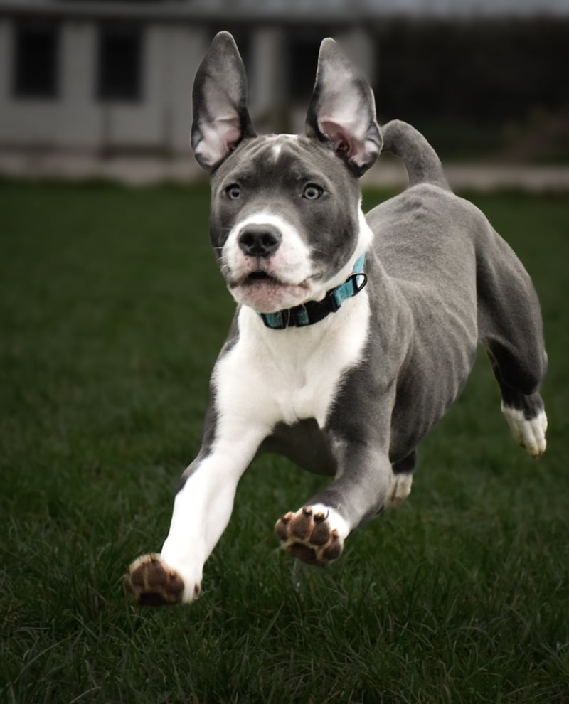 Neston Suburban Green