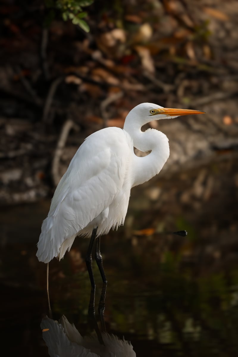 San Mateo Drive Waterfront