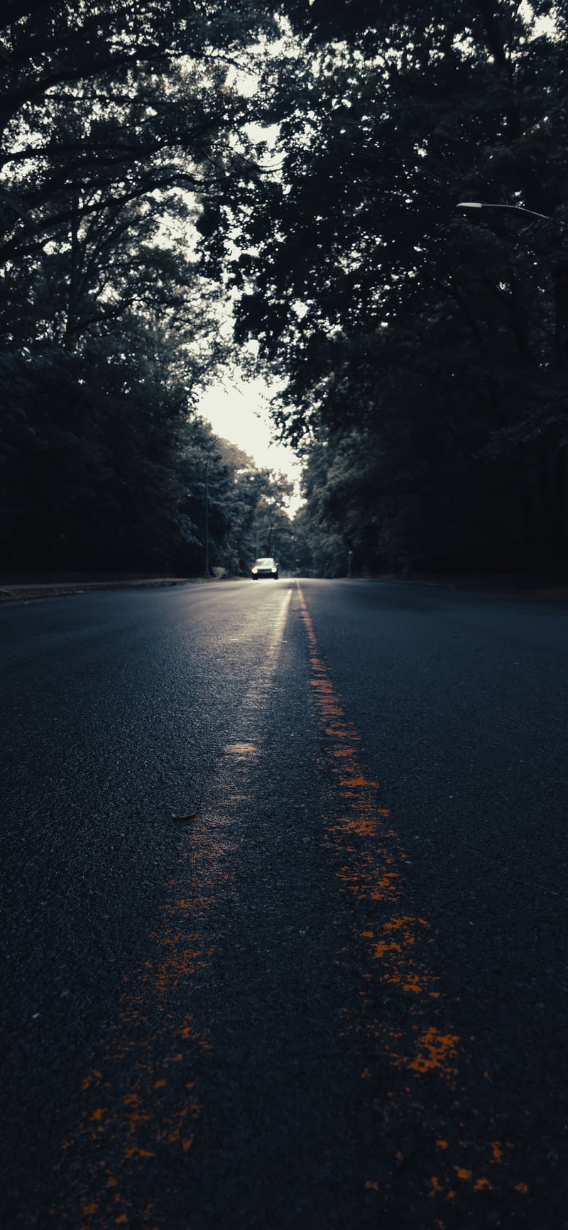 Forest Park Roadway