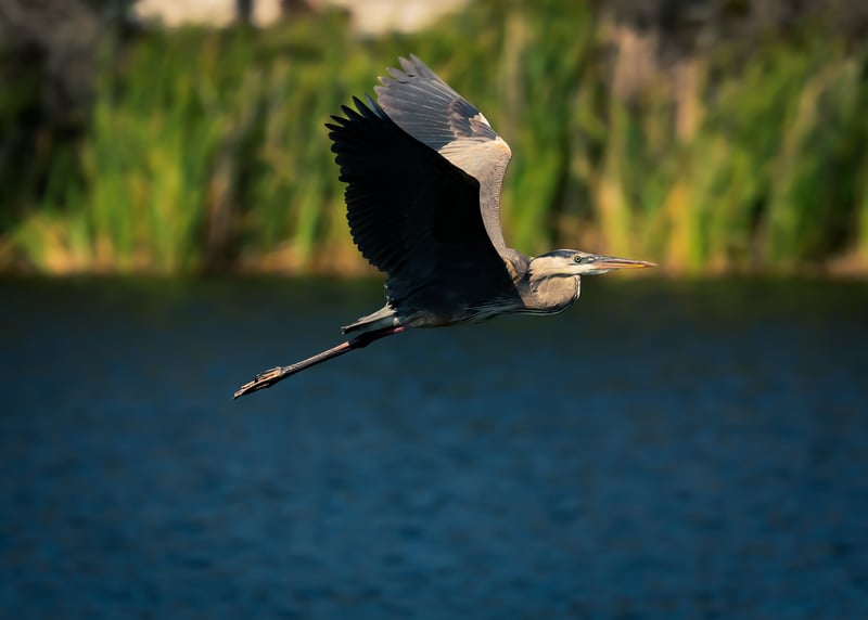 Pinellas Park Lake Birding