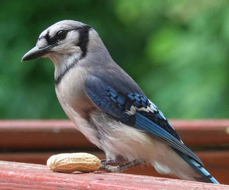 Cincinnati Backyard Birding