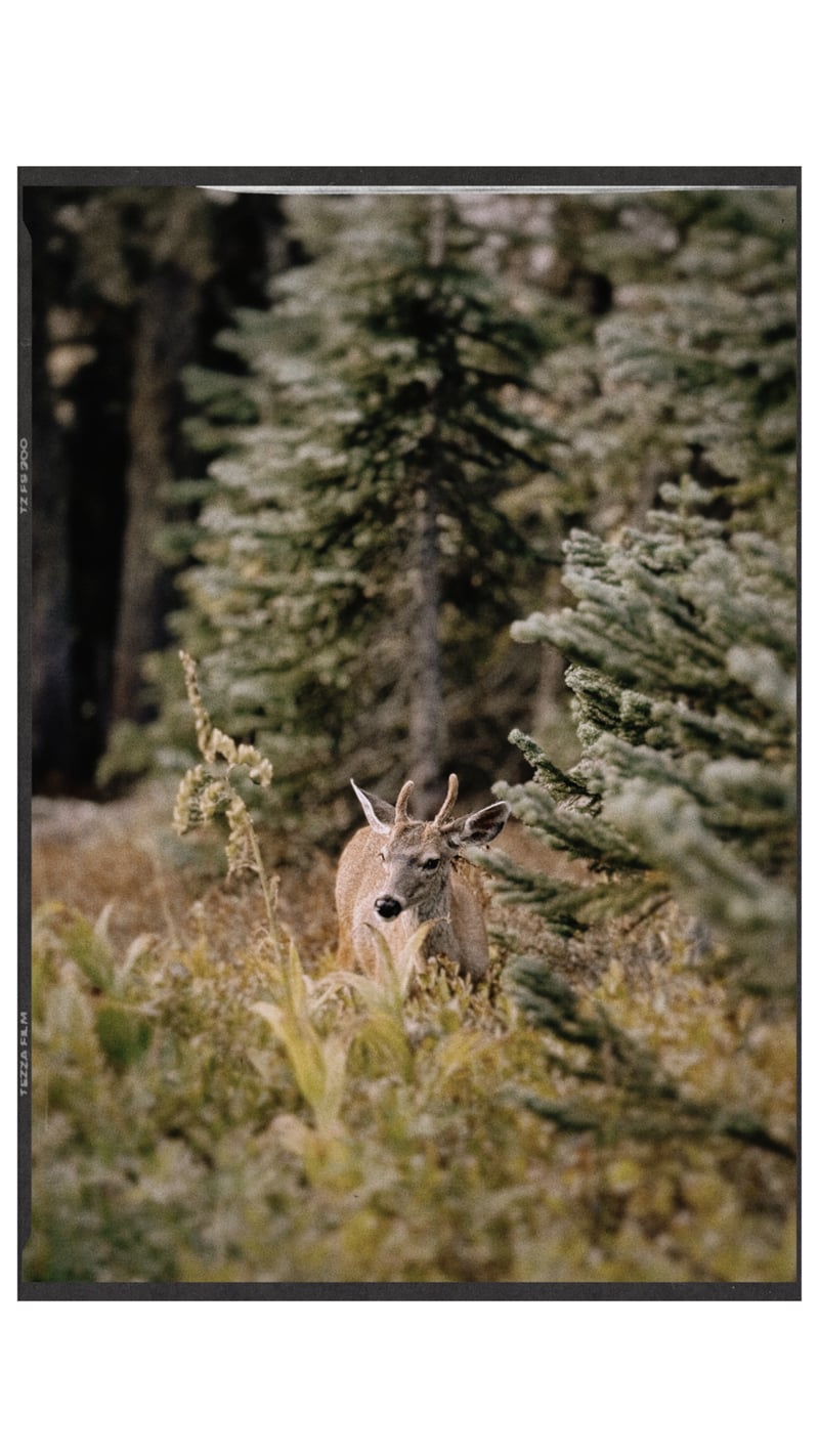 Mount Rainier National Park