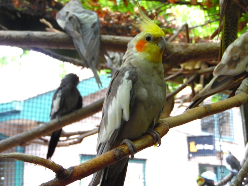 Washington Park Zoo Aviary