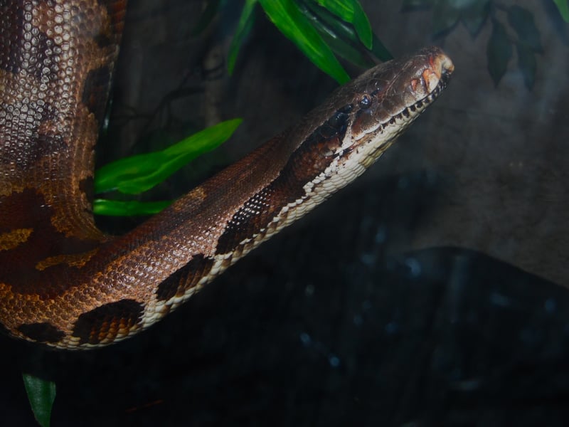 Washington Park Zoo Reptile Exhibit