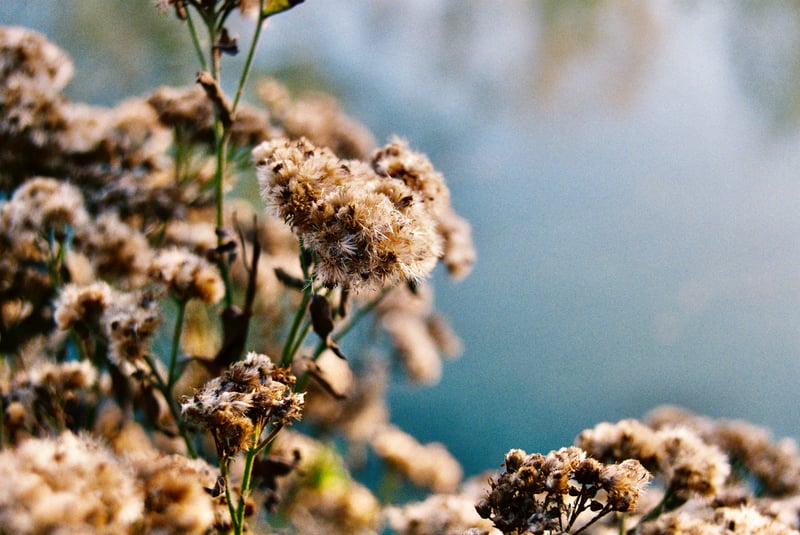 Prado Basin Nature Area