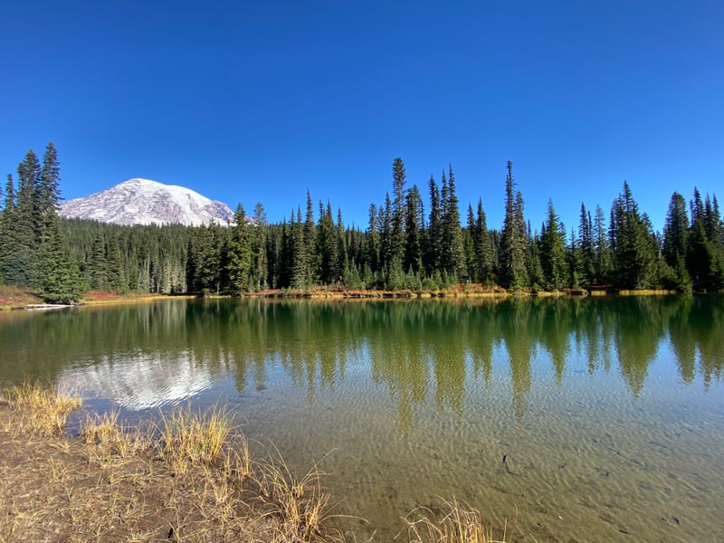 Longmire Meadow