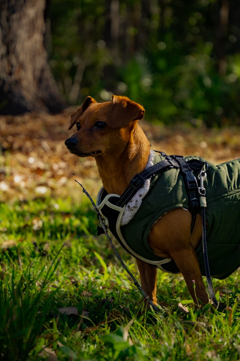 Kissimmee Wooded Area