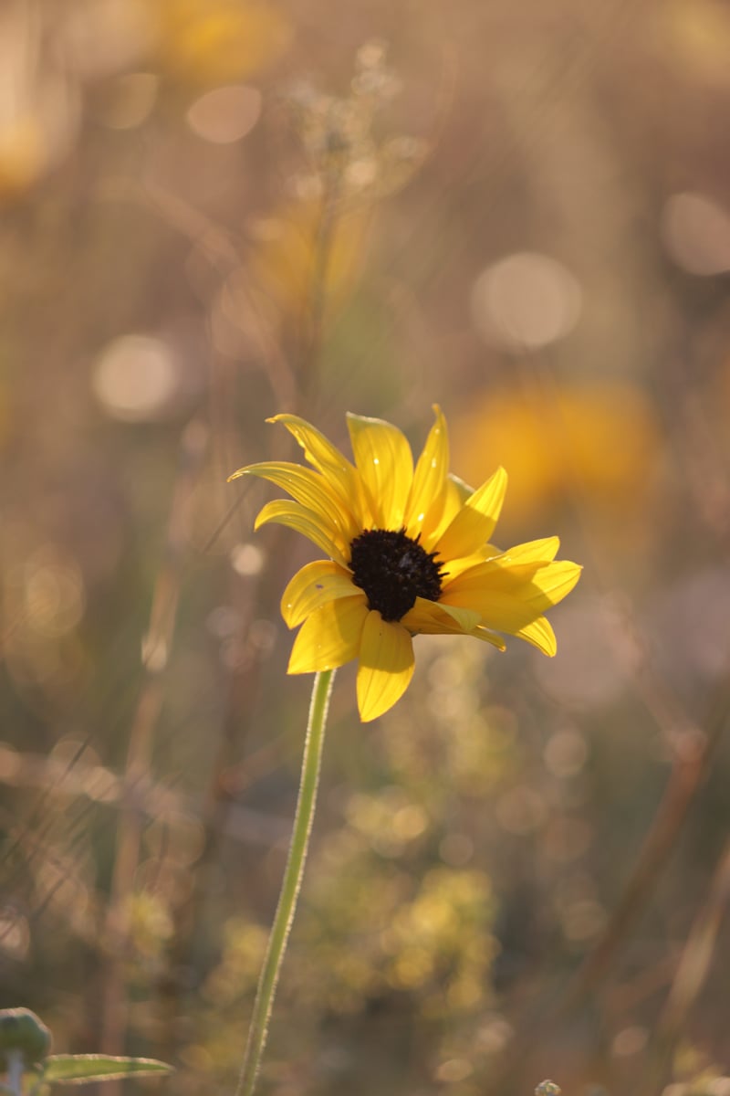 Denver Suburban Meadow