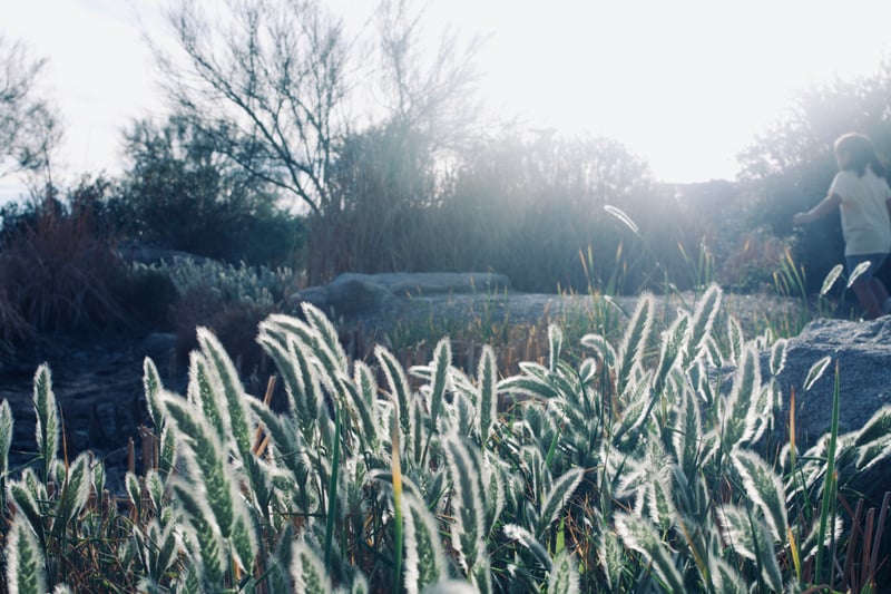 Tartesso Desert Trails