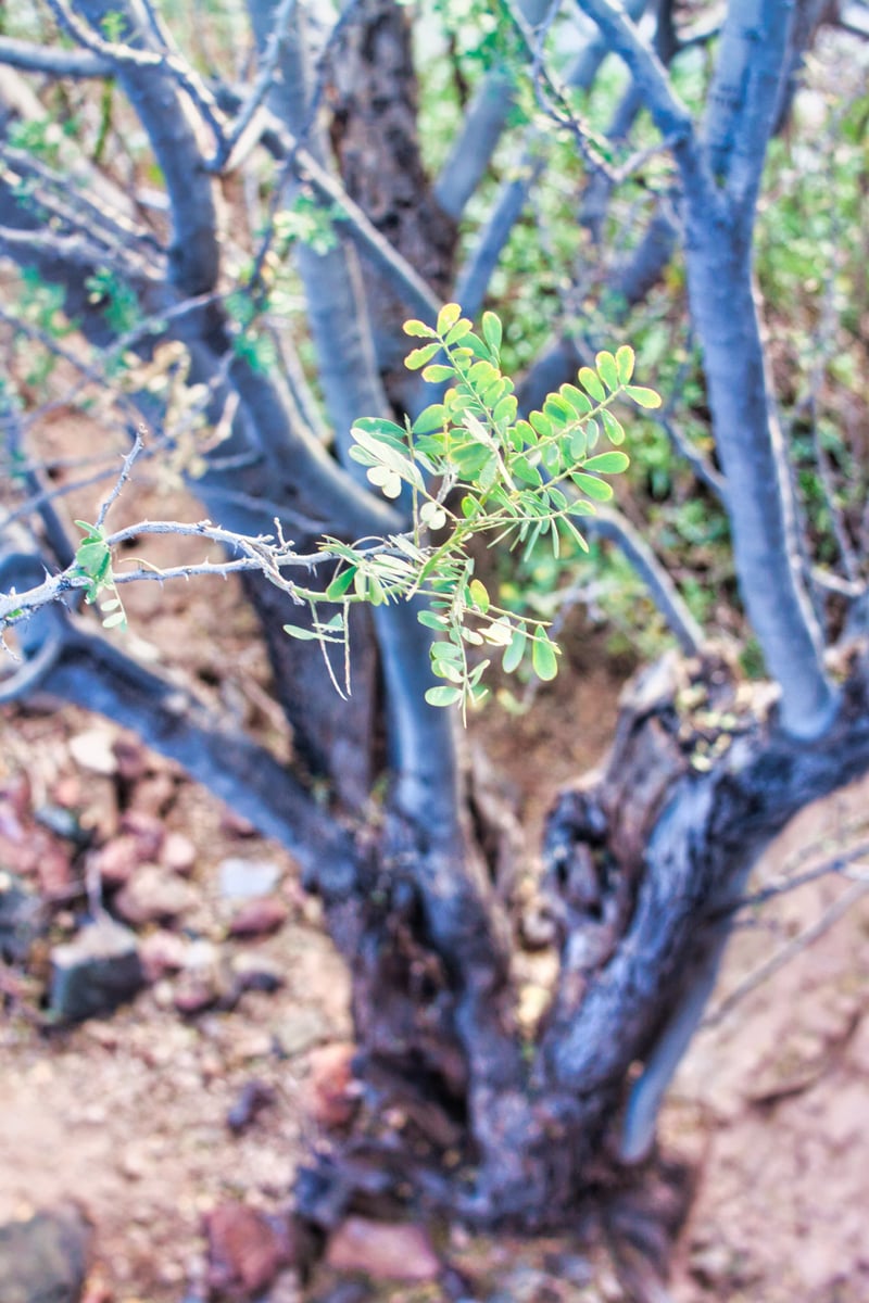 Sonoran Desert Flora, Buckeye