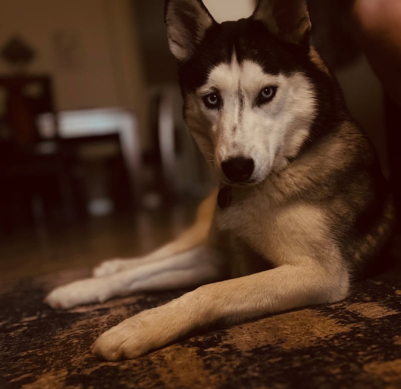 Buckeye Pet Portrait Studio