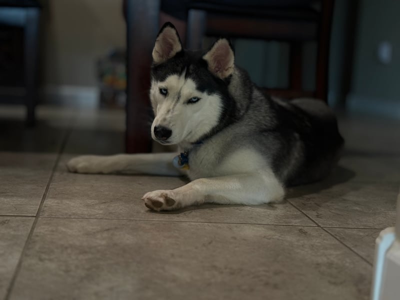 Indoor Pet Portrait Setting