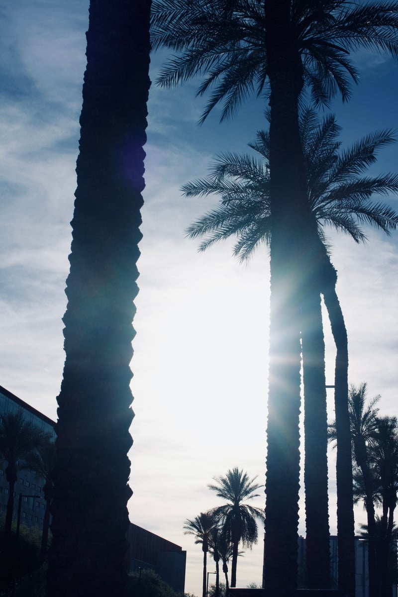 Buckeye Palm Silhouettes