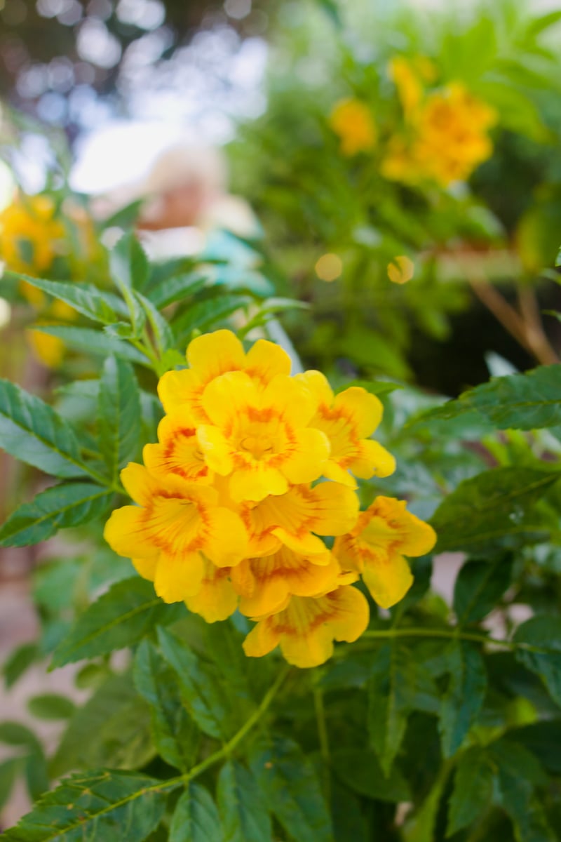 Buckeye Garden Blooms