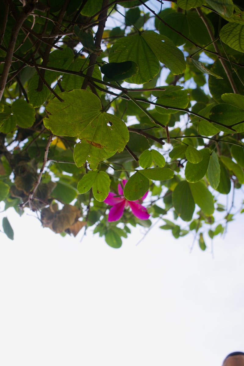 Buckeye Garden Canopy