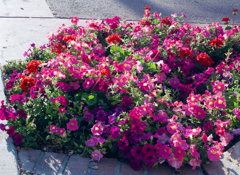 Buckeye Suburban Garden