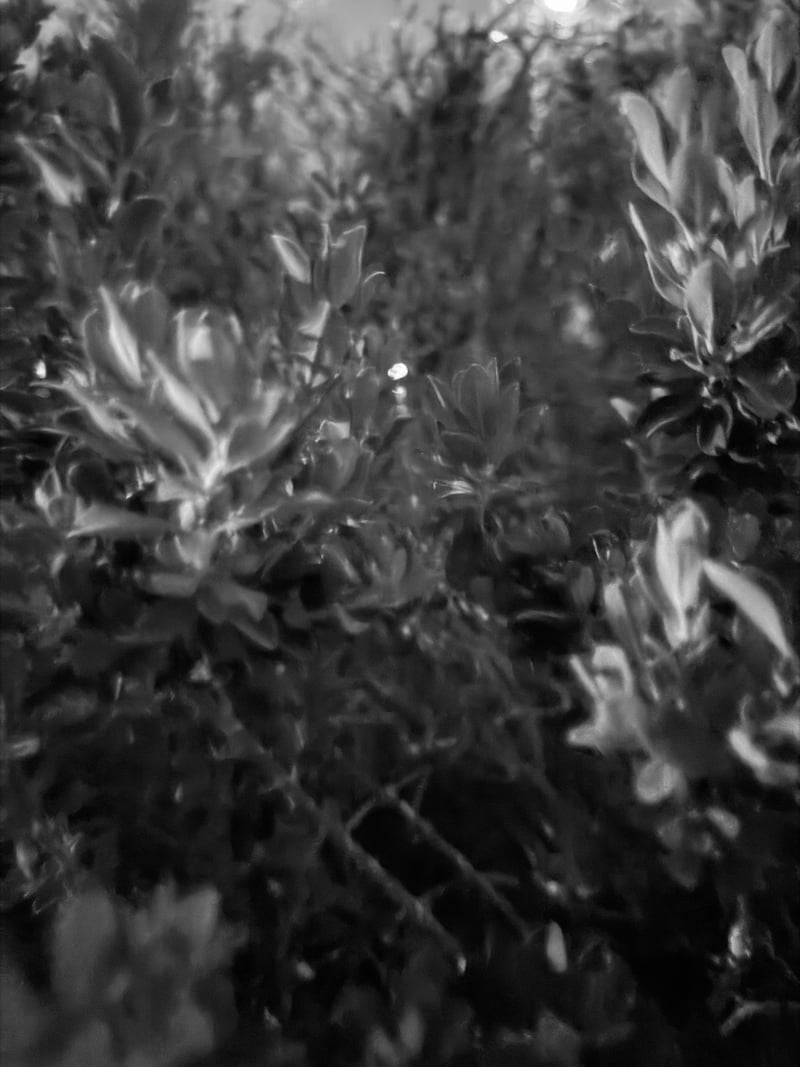 Suburban Night Foliage