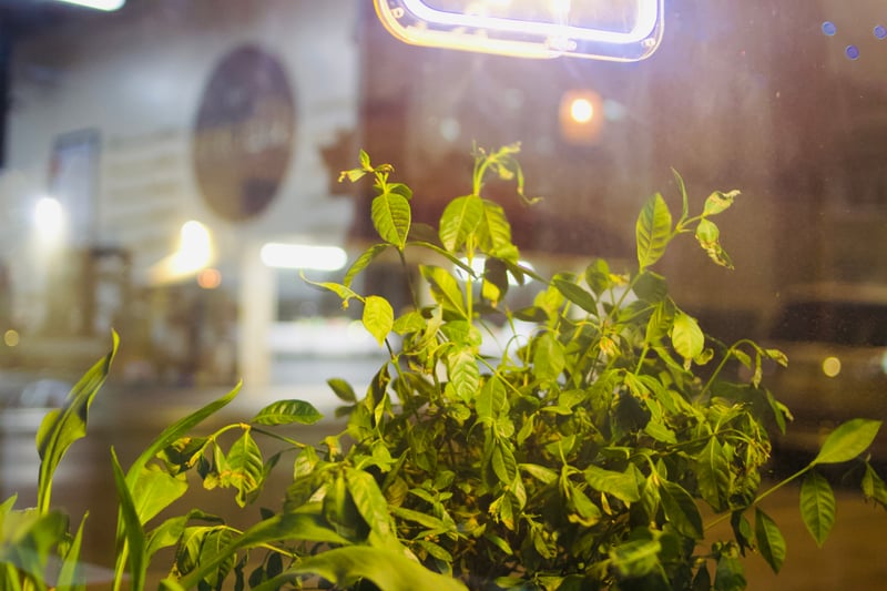 Buckeye Storefront Window
