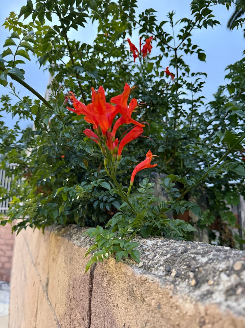 Fallbrook Garden Wall