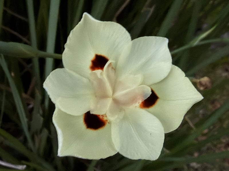 Fallbrook Garden Flora