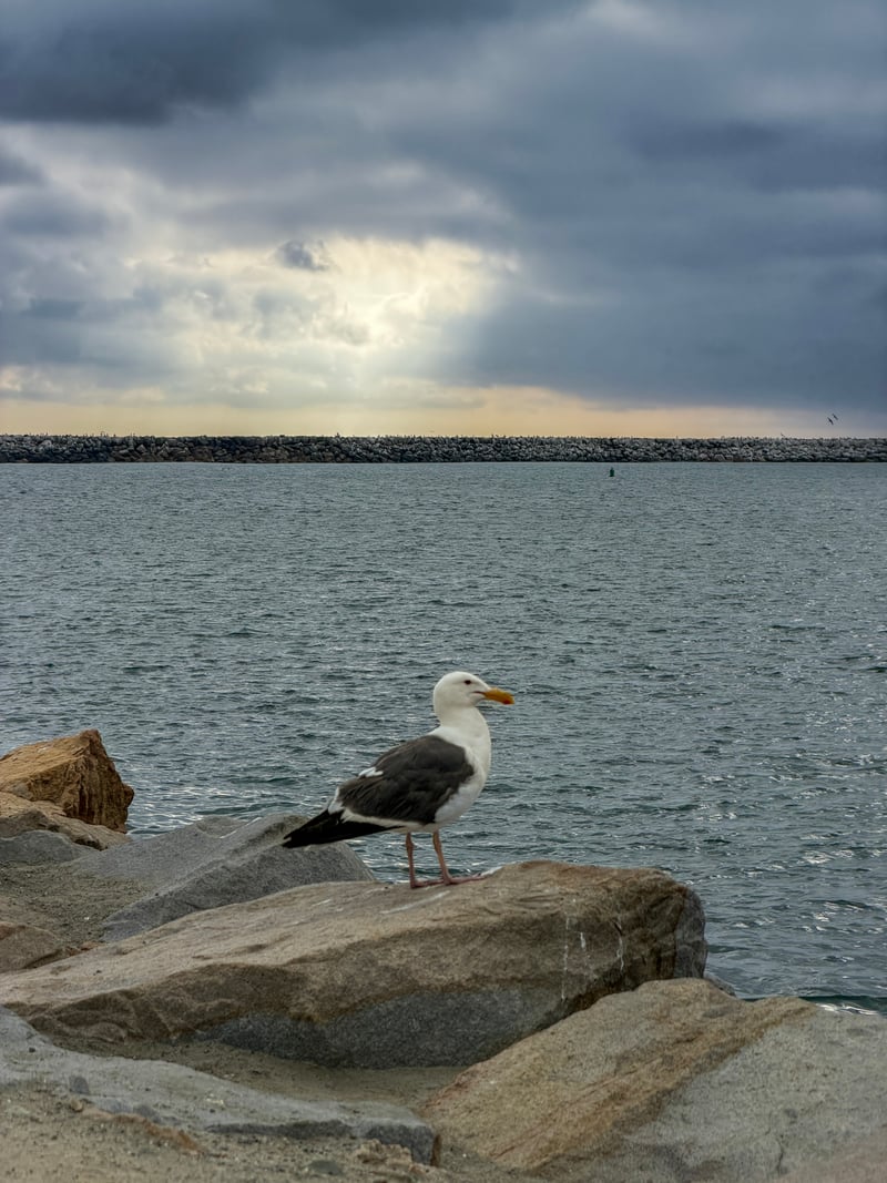 Oceanside Harbor Breakwater