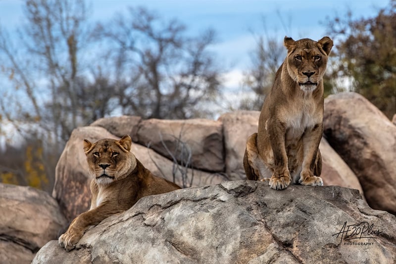 Denver Zoo Lion Habitat