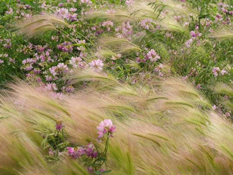 Northwestern University Campus Gardens