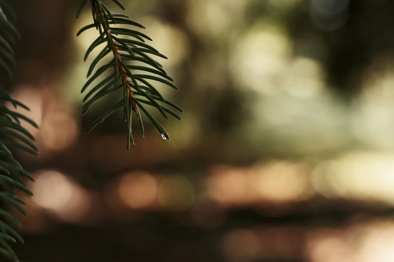 Suburban Pine Detail