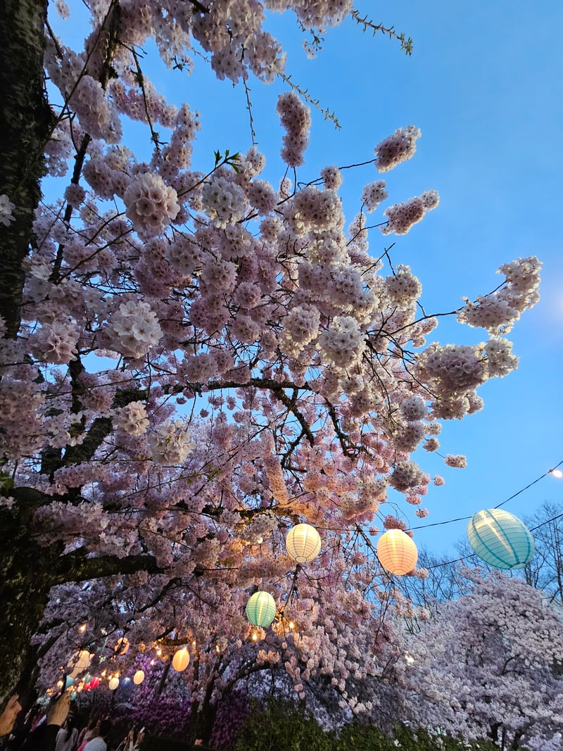 Oregon State Capitol Cherry Blossoms