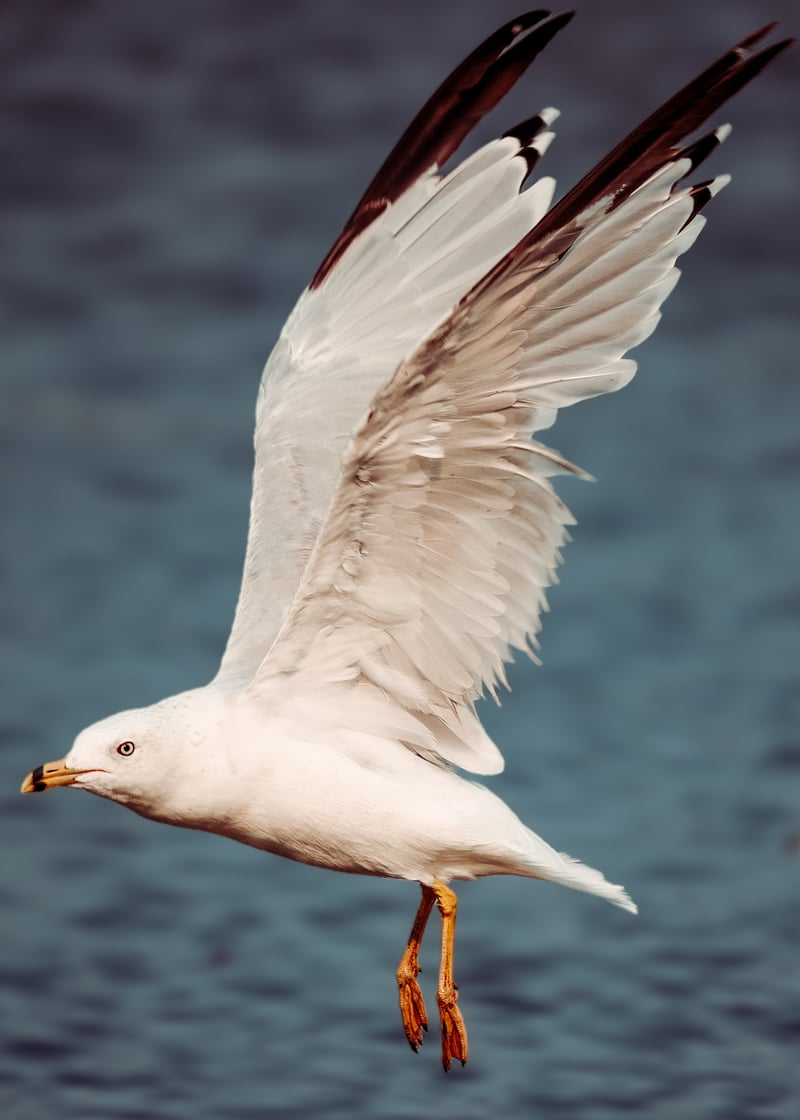Novato Waterfowl Habitat