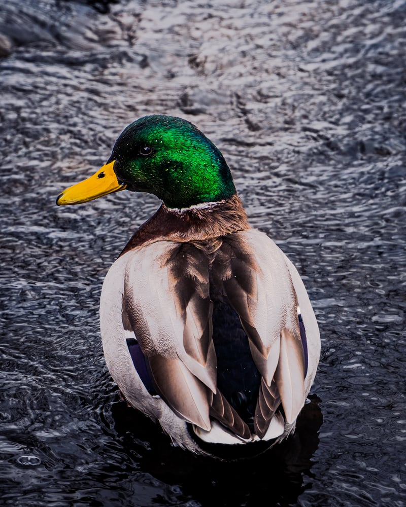 Palos Heights Waterways