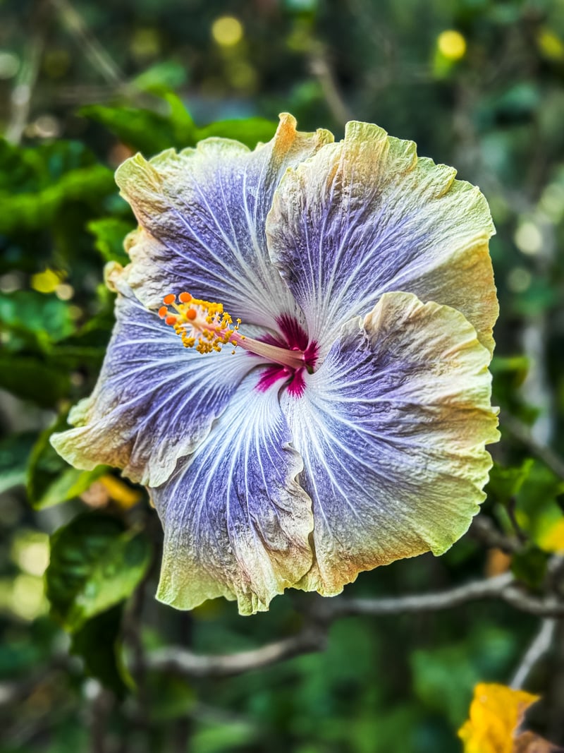 Balboa Park Botanical Gardens