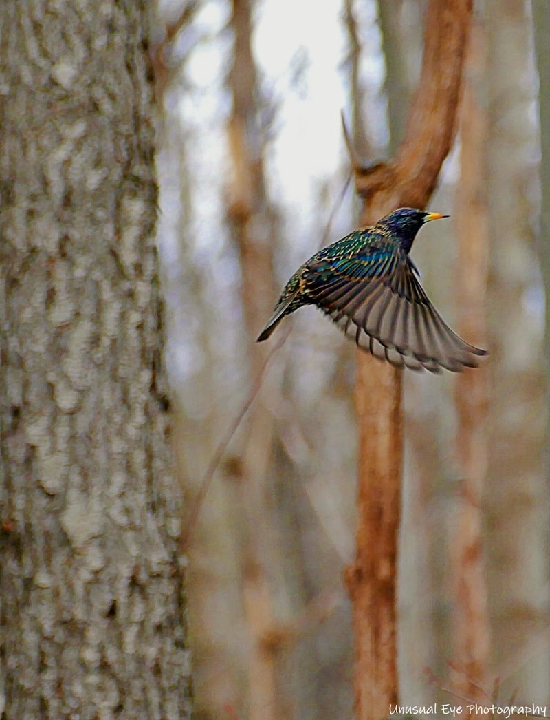 Akron Urban Woodland