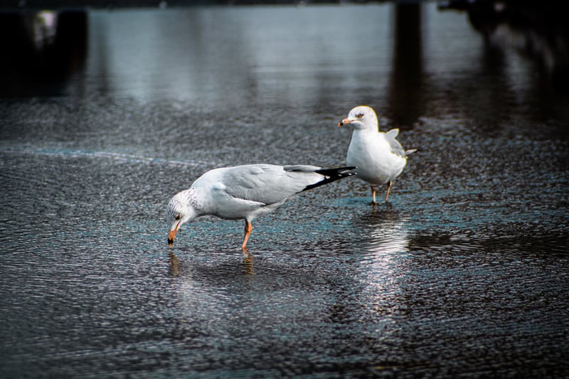 Wantagh Park Coastal Area