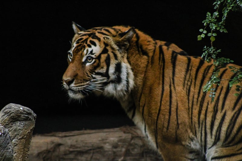 San Diego Zoo