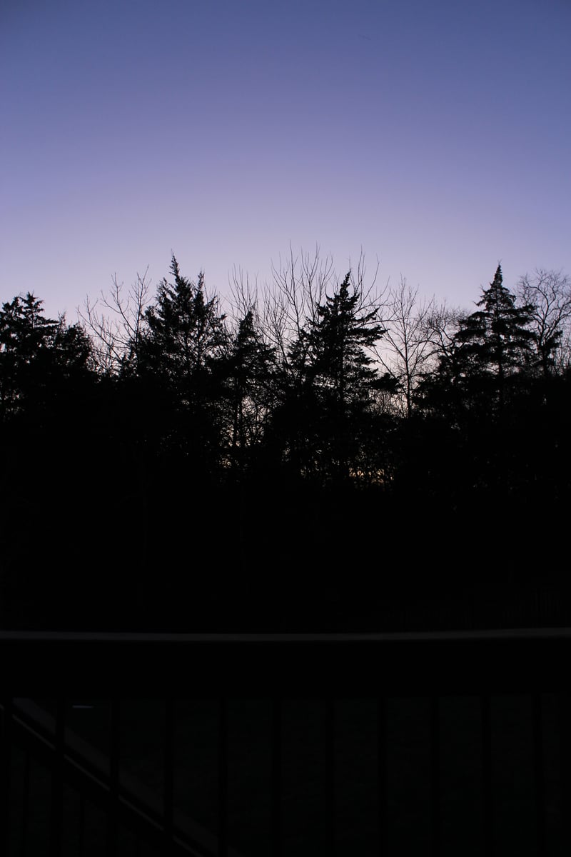 Warner Park Area Forest Silhouette