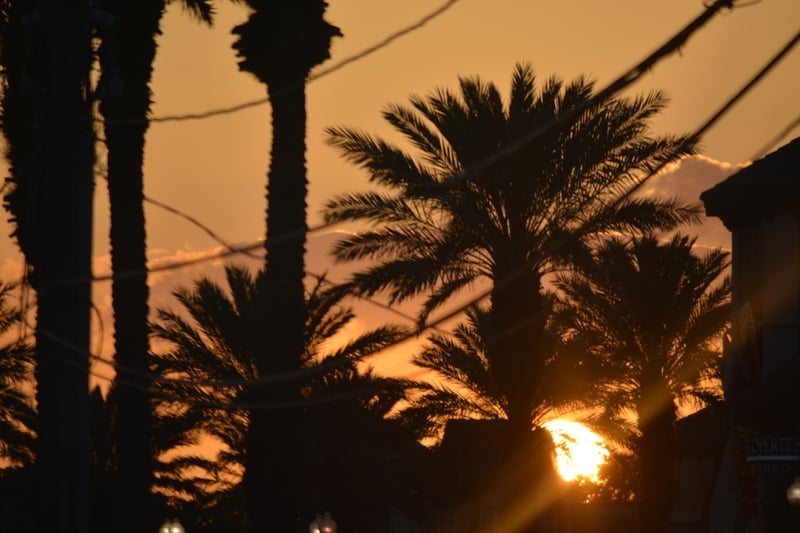 Seminole Palm Sunset