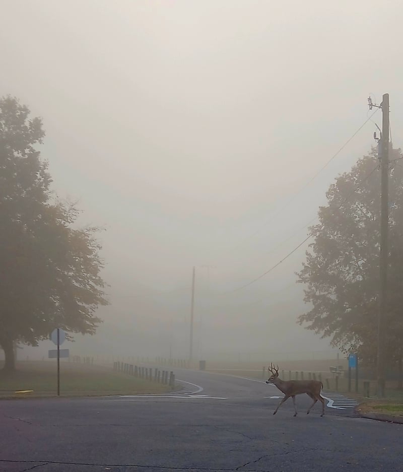 Memorial Park Hendersonville
