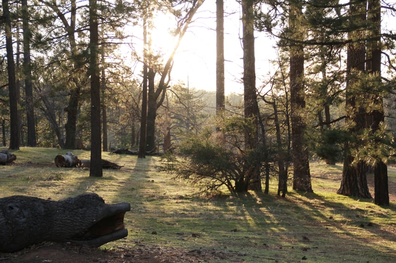 Ramona Pine Forest Clearing