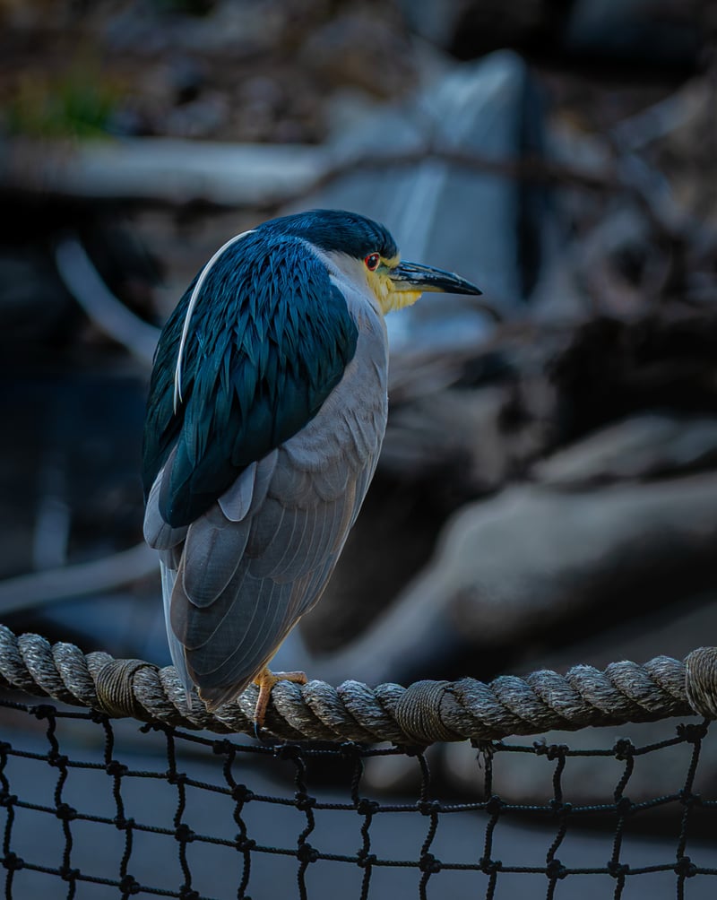 San Diego Zoo Safari Park