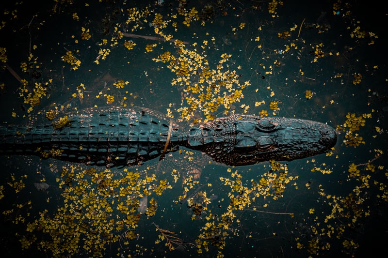 Tarpon Springs Bayou