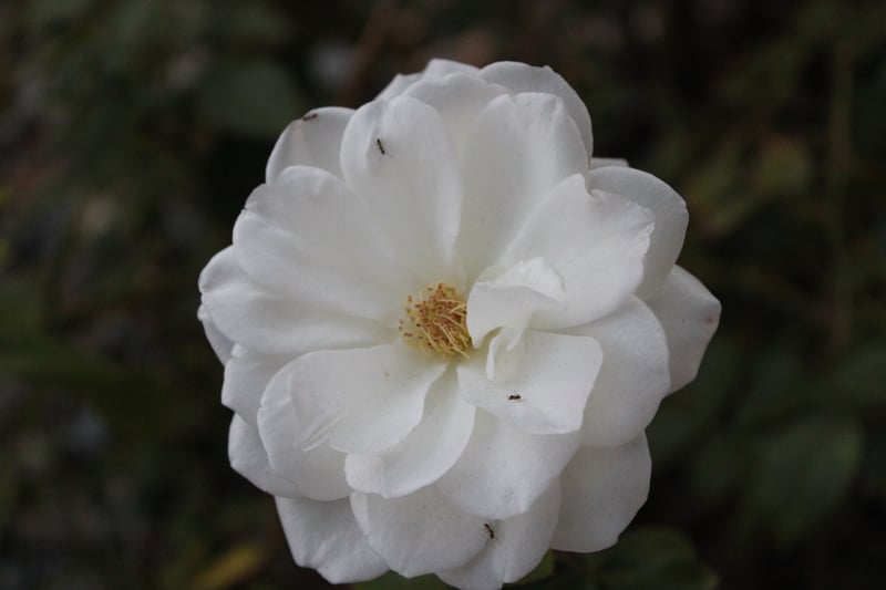 El Cajon Garden Blooms
