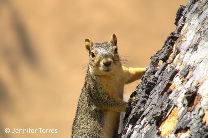 Upland Urban Nature Spot