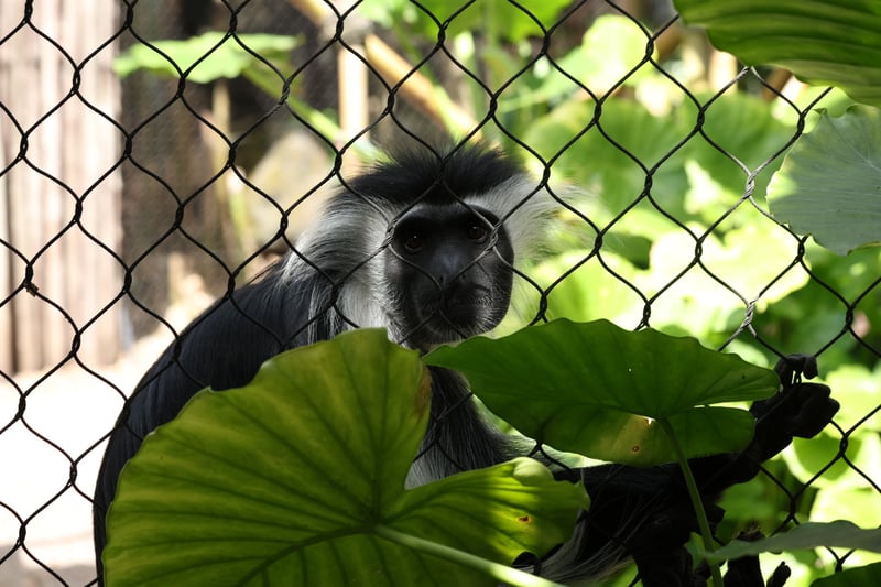 Disney's Animal Kingdom Lodge