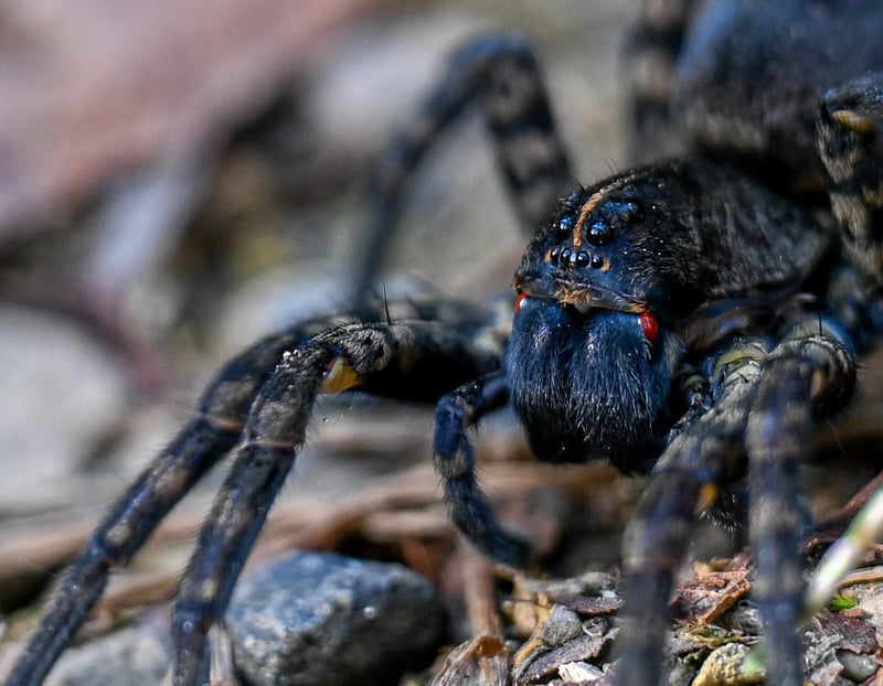 Alexandria Garden Macro Spot