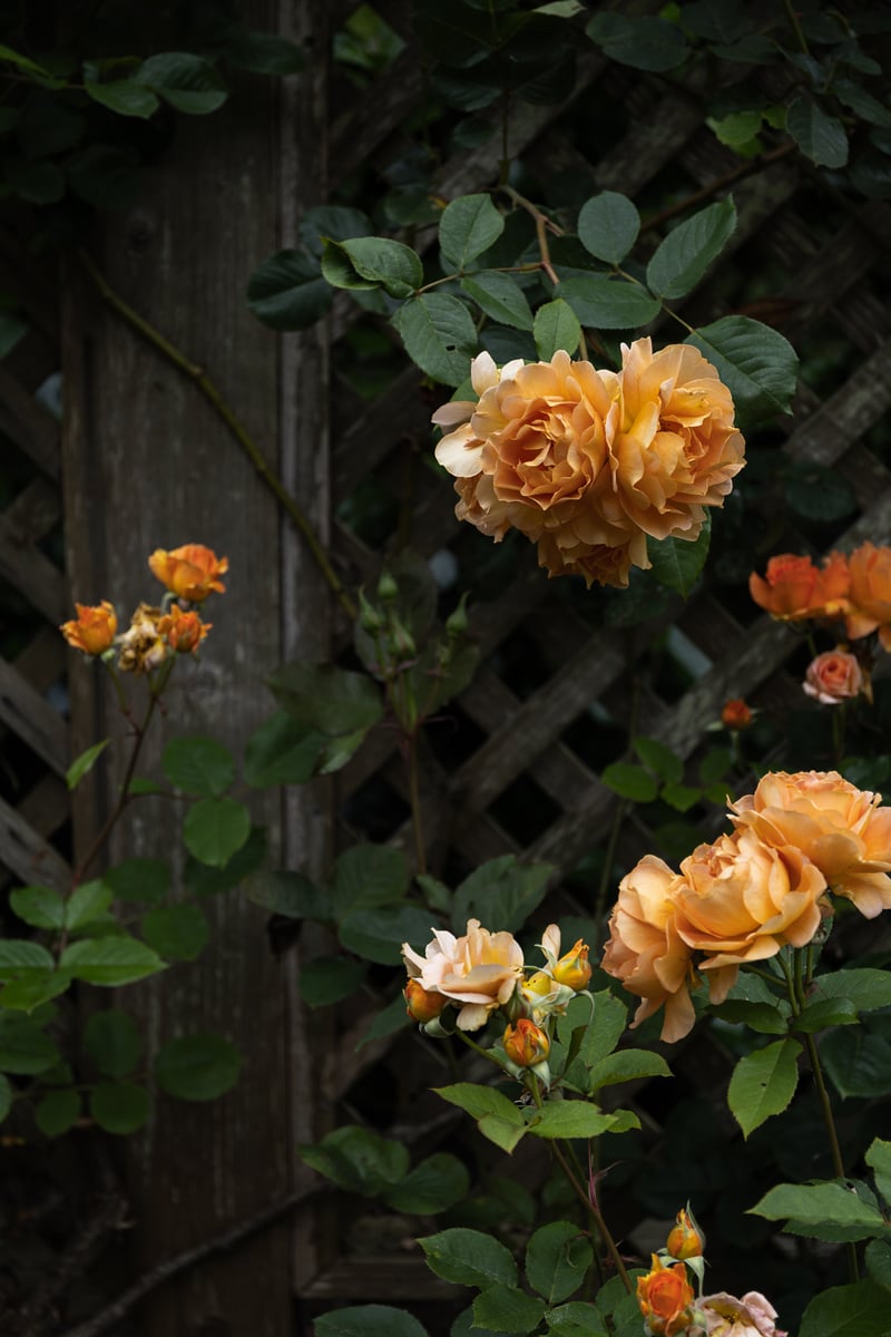 Golden Gate Park Rose Garden