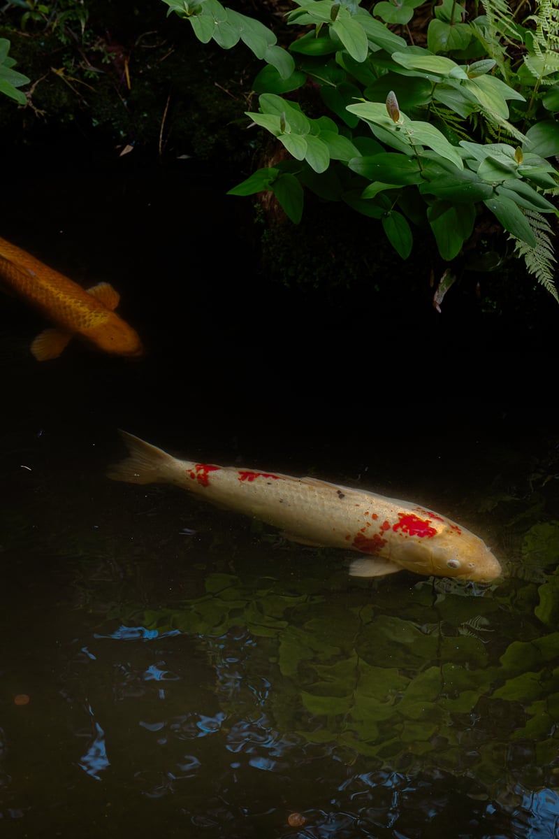 Japanese Tea Garden