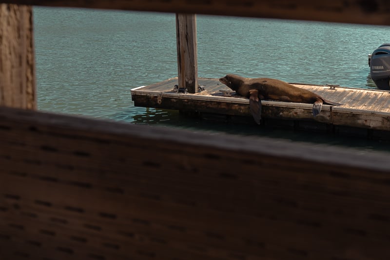 Pier 39 Sea Lions
