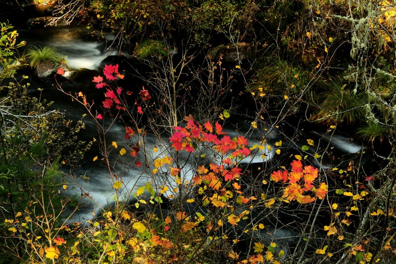 Upper Rogue River Rapids