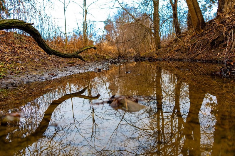 Purple Leaf Lane Wooded Stream